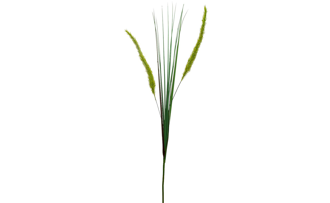 Веточка камыша 2