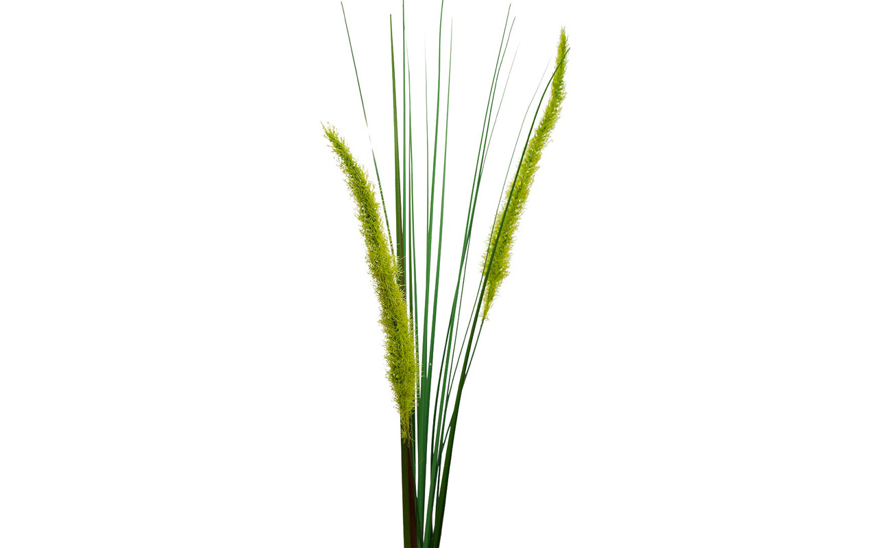 Веточка камыша 1