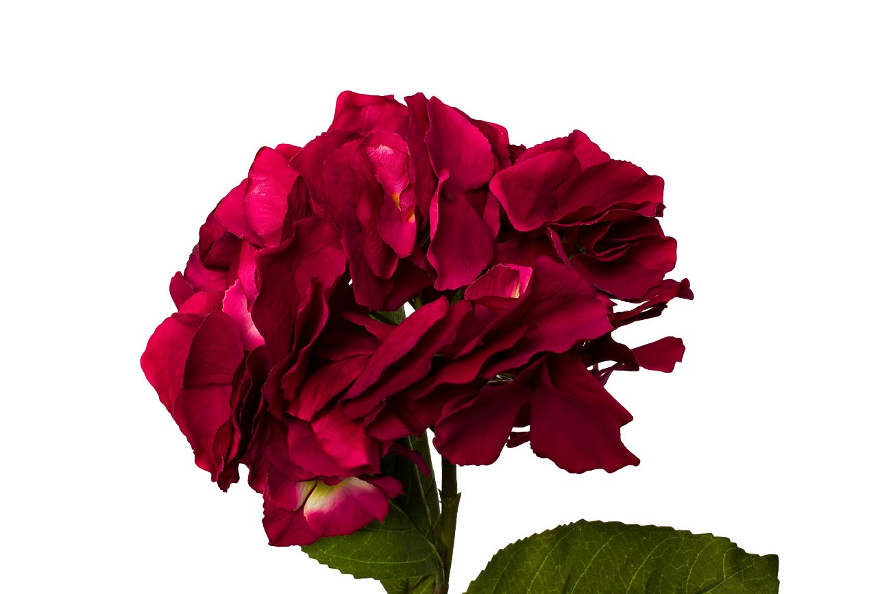 Гортензия алая 2