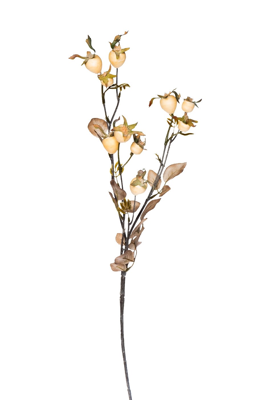 Ветка с плодами шиповника 1