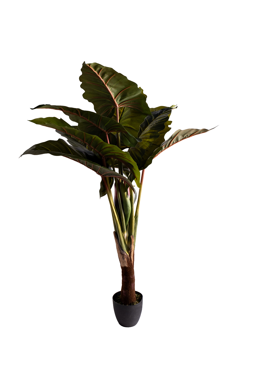 Колоказия искусственная в горшке 1