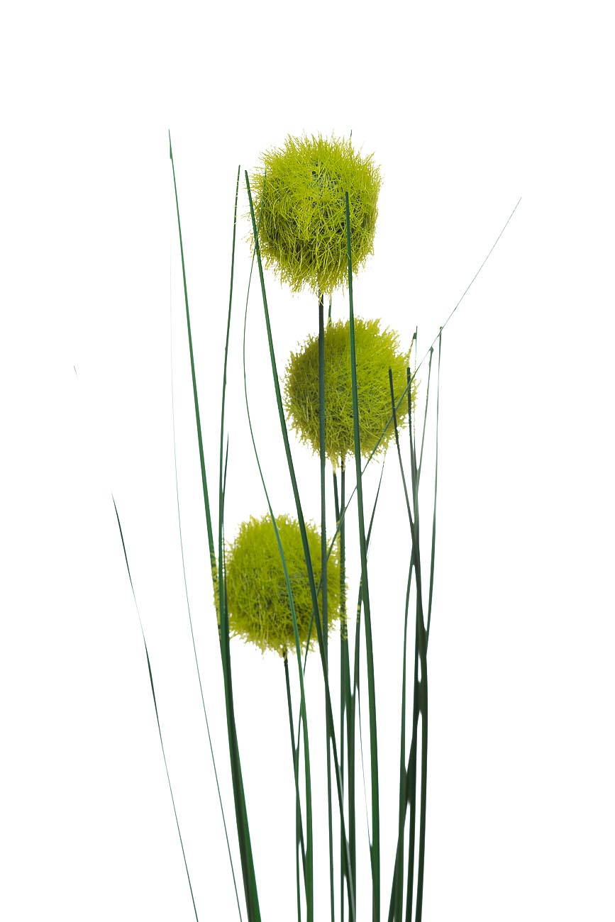 Веточка алиума зеленая 2