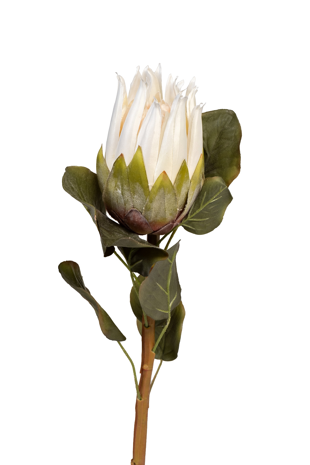Протея белая 1