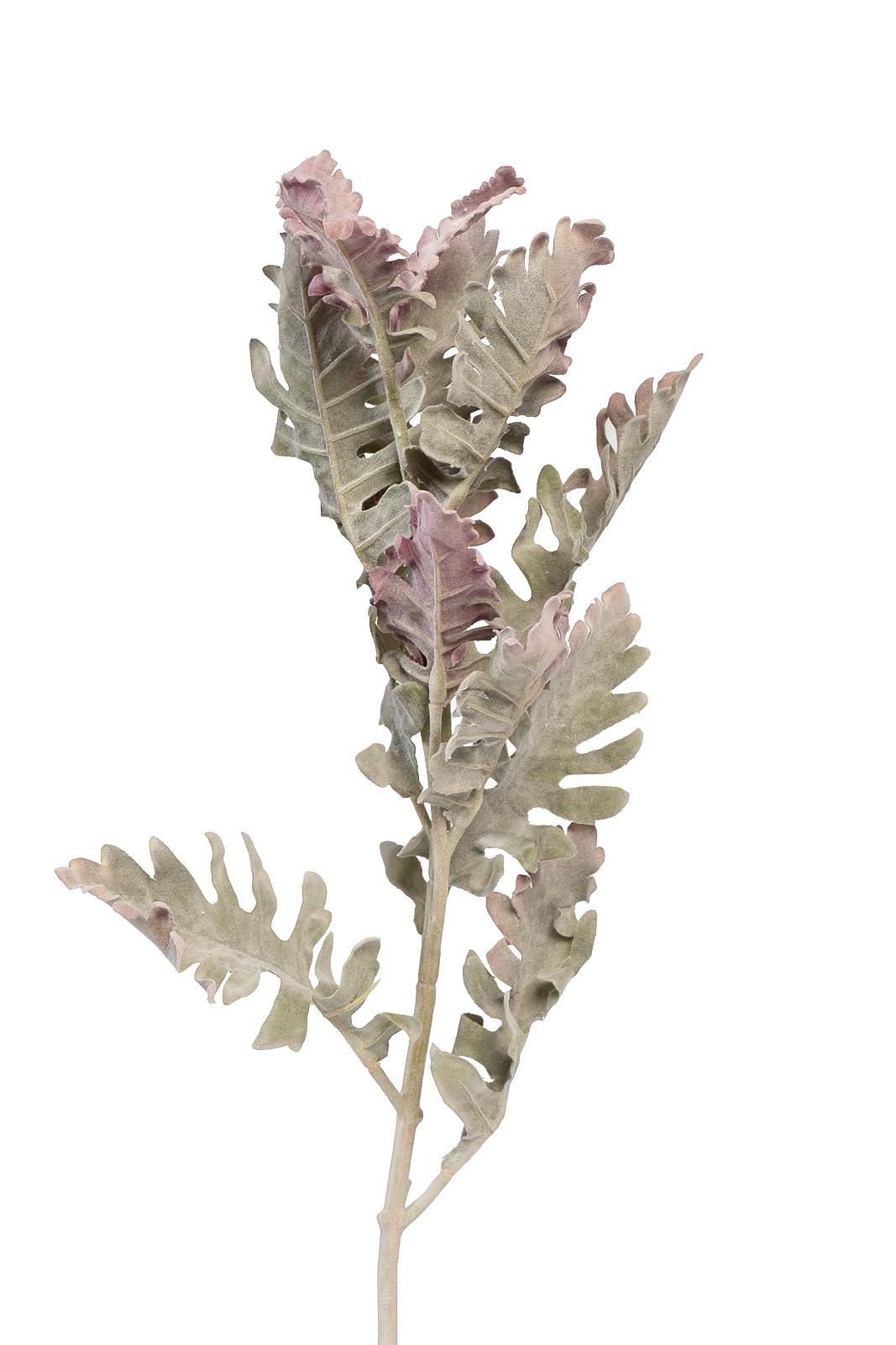 Цинерария 1