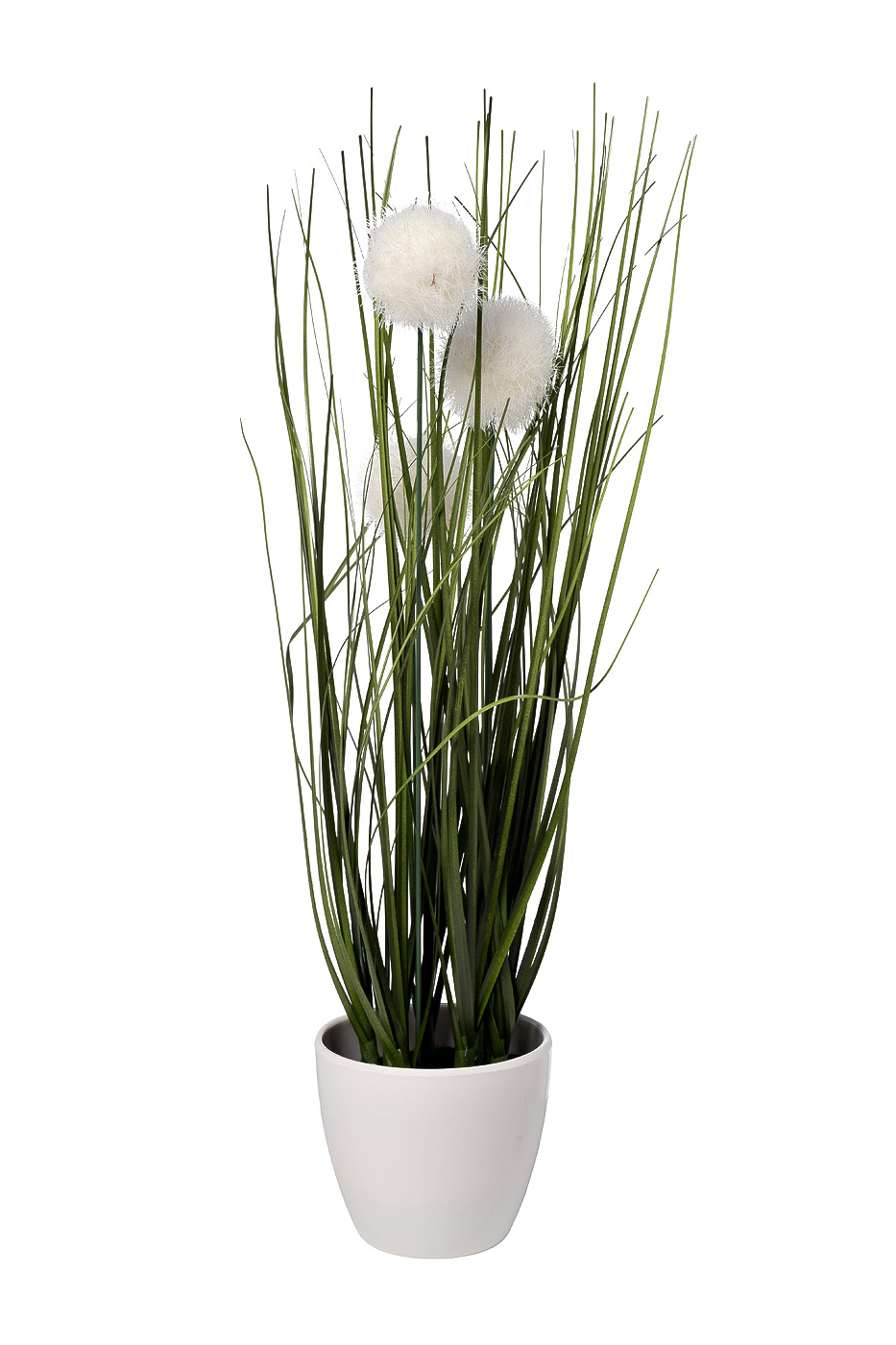 Алиум белый в горшке 1