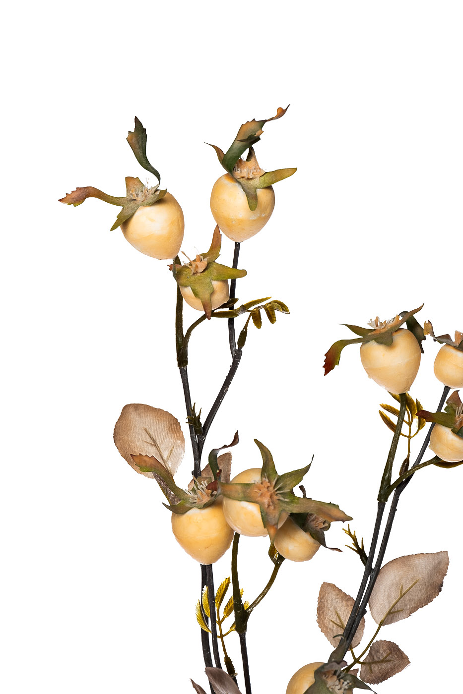 Ветка с плодами шиповника 2