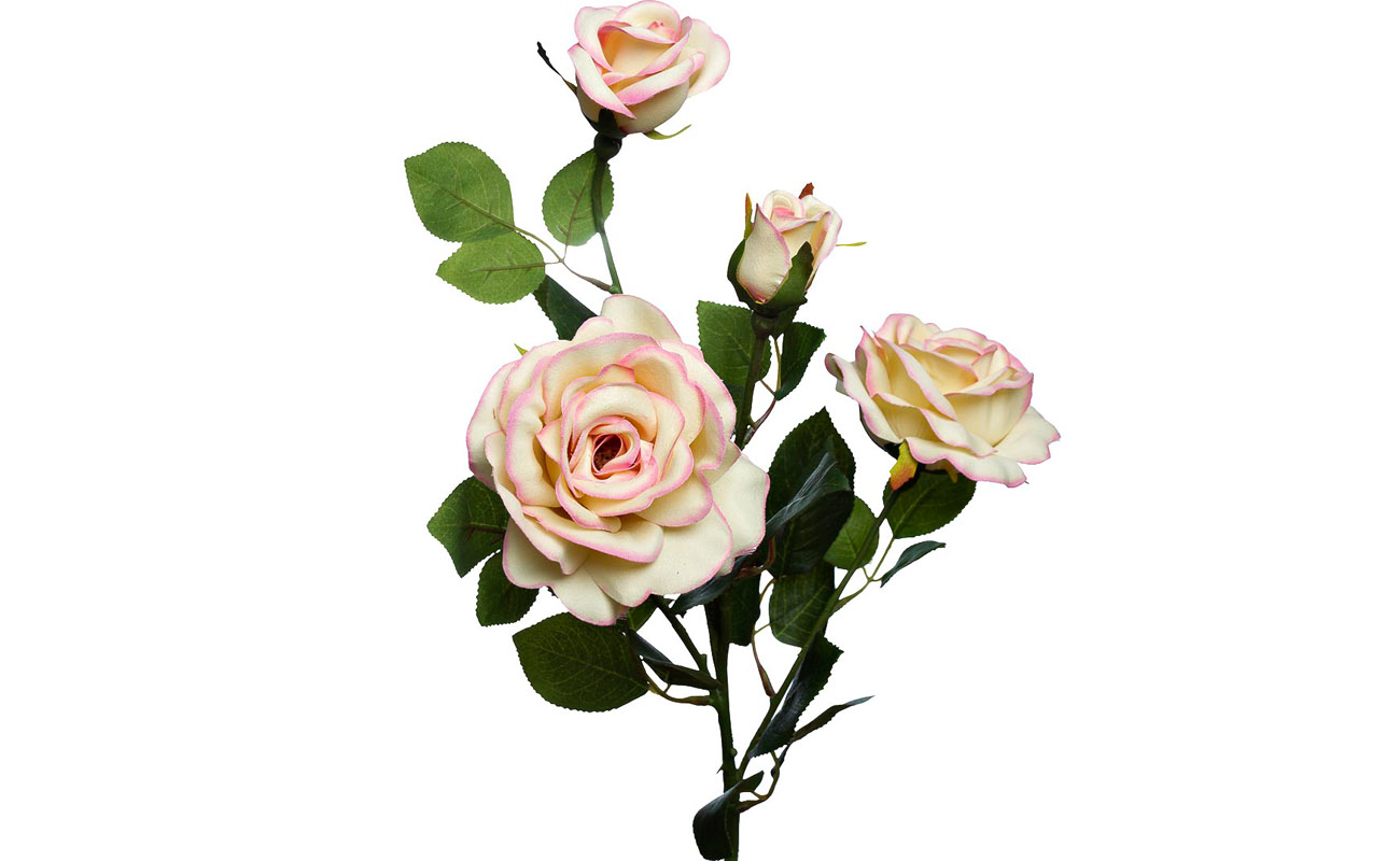 Роза чайная 1