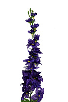 Дельфиниум синий