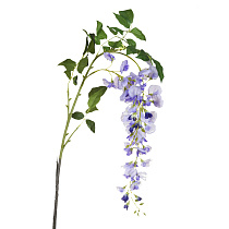 Глициния сиреневая 1 (превью)