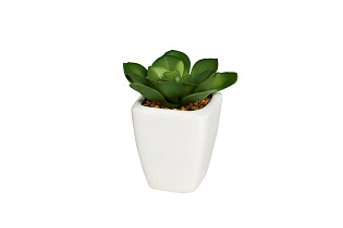 Суккулент в горшке 1 (превью)