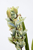 Орхидея Cymbidium искусственная цвет лайм в горшке