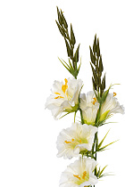 Гибискус белый 2 (превью)