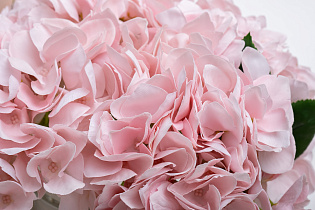 Диффузор ароматический Гортензия розовая (Hydrangea&Rosebud Pink)