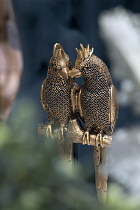 Статуэтка "Два попугая" на подставке золотая