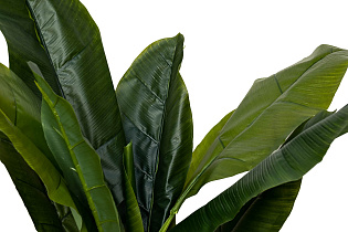 Банановый куст в горшке 2 (превью)