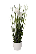 Алиум белый в горшке 1 (превью)