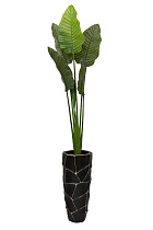 Дерево путешественников в горшке 2 (превью)