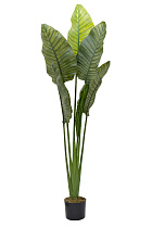 Дерево путешественников в горшке 1 (превью)