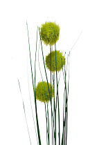 Веточка алиума зеленая 2 (превью)