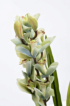 Орхидея Цимбидиум (Cymbidium) искусственная цвет лайм в горшке
