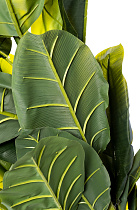 Банановый куст в горшке 2 (превью)