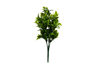 Веточка рускуса 1 (превью)