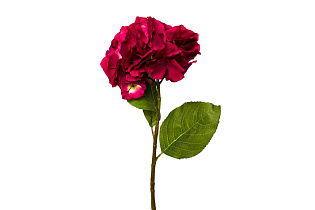 Гортензия алая