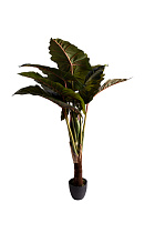 Колоказия искусственная в горшке