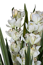 Орхидея Цимбидиум (Cymbidium) искусствнная белая в горшке