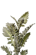 Цинерария 2 (превью)