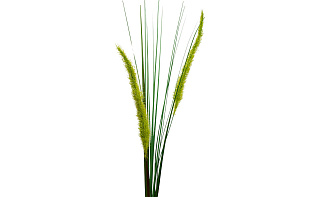 Веточка камыша 1 (превью)