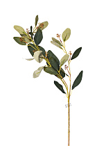 Веточка эвкалипта с цветами зеленая