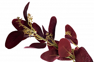 Веточка эвкалипта с цветами бордовая