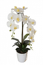 Орхидея белая в горшке