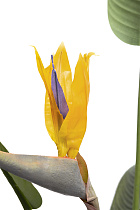 Куст стрелиции искусственный в горшке